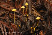 Mycena oregonensis image