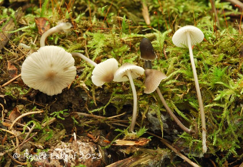 Mycena pectinata image