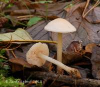 Mycena pura image