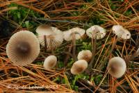 Mycena robusta image