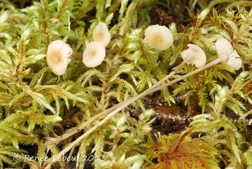 Mycena rosella var. albida image