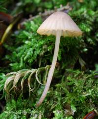 Mycena rubromarginata image