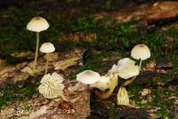 Mycena speirea image