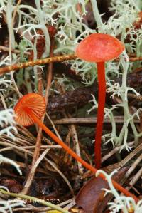 Mycena strobilinoidea image