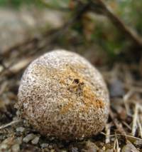 Tulostoma fimbriatum var. heterosporum image