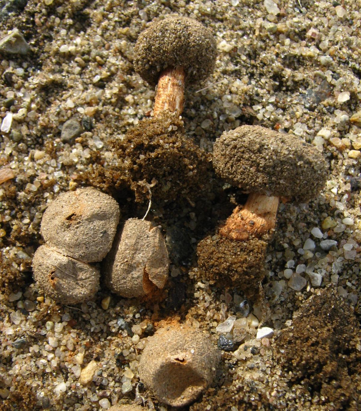 Tulostoma fimbriatum var. heterosporum image