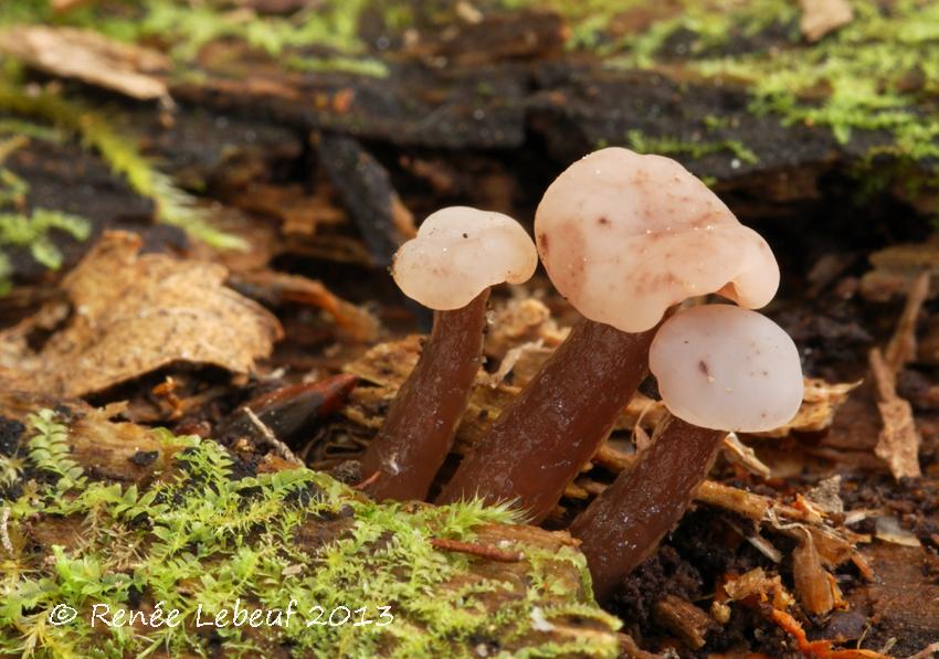 Neocudoniella albiceps image