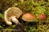 Pholiota mixta image