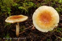 Pholiota mixta image