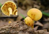 Pholiota multifolia image