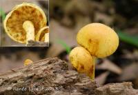 Pholiota multifolia image