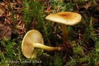 Pholiota spumosa image