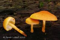 Pholiota subsulphurea image