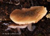 Pluteus thomsonii image