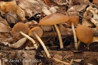 Psathyrella praecox image