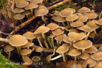 Psathyrella saccharinophila image