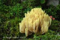 Ramaria flavobrunnescens image