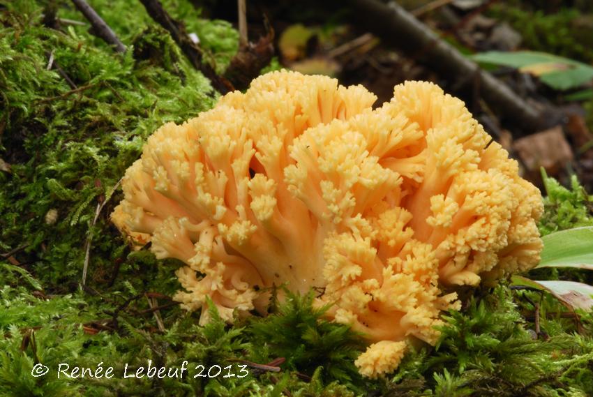 Ramaria primulina image