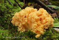 Image of Ramaria primulina