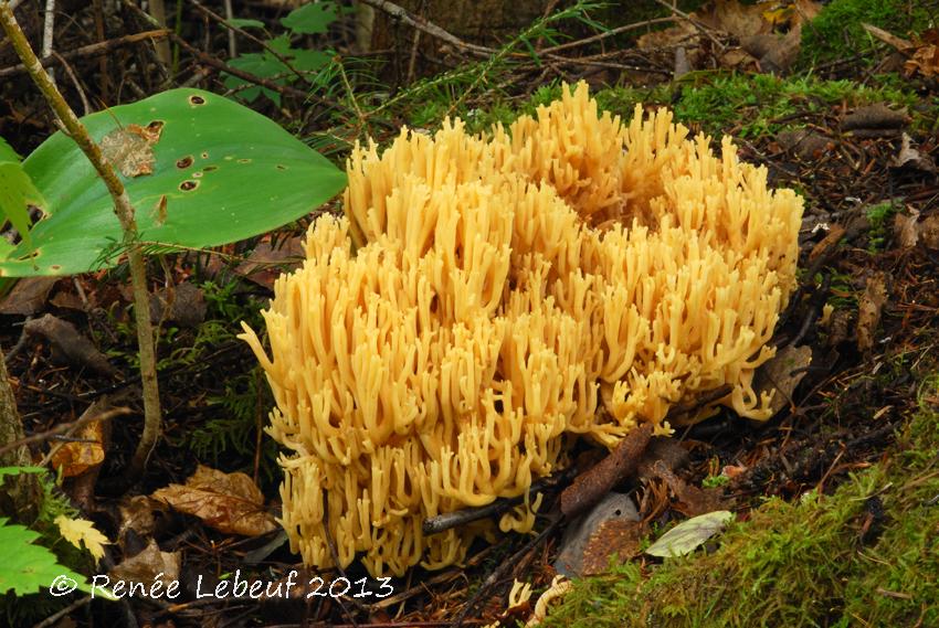 Ramaria primulina image