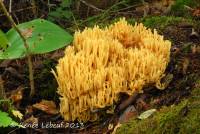 Ramaria primulina image