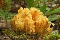 Ramaria primulina image