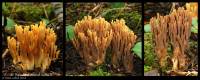 Ramaria testaceoflava image