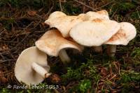 Rhodocollybia maculata image