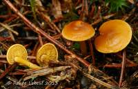 Calocybe fallax image