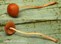 Image of Conocybe mesospora