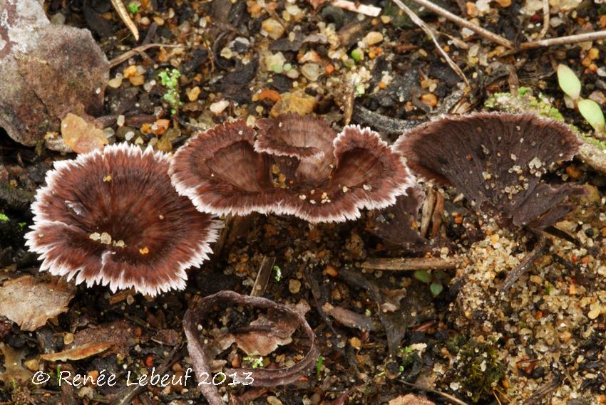 Thelephora caryophyllea image