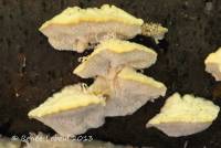 Trametes pubescens image