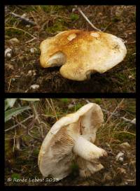 Tricholoma apium image