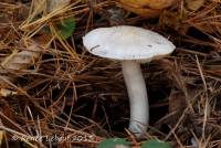 Tricholoma argenteum image