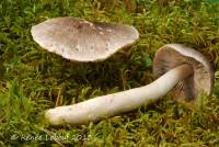 Image of Tricholoma atrodiscum