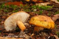 Tricholoma aurantium image