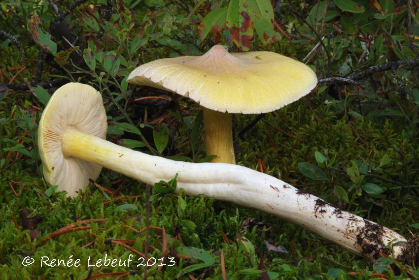 Tricholoma image