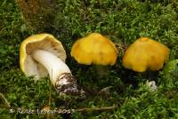 Tricholoma fumosoluteum image