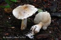 Tricholoma pardinum image