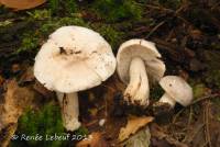 Tricholoma serratifolium image