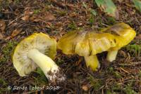 Tricholoma subsejunctum image