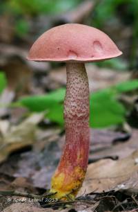 Image of Tylopilus chromapes