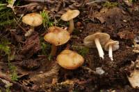 Image of Inocybe nitidiuscula