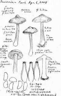 Inocybe nitidiuscula image