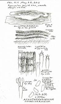 Acanthophysellum lividocoeruleum image