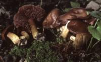 Mycena rutilantiformis image