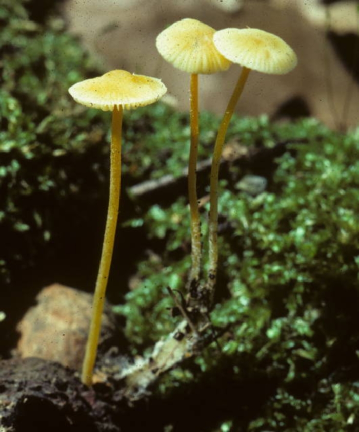 Mycena luteopallens image