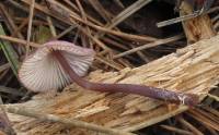 Mycena purpureofusca image