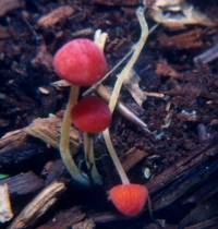 Mycena acicula image