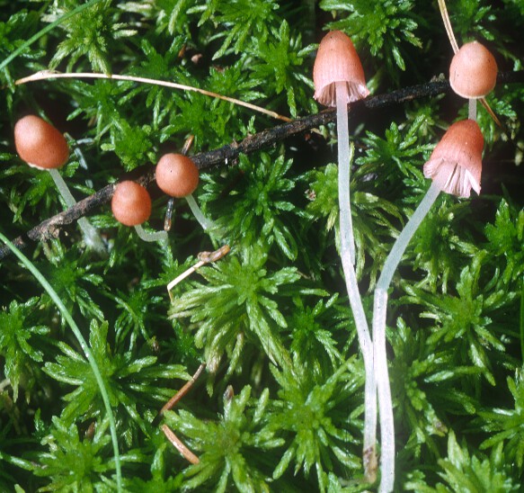 Mycena amabilissima image